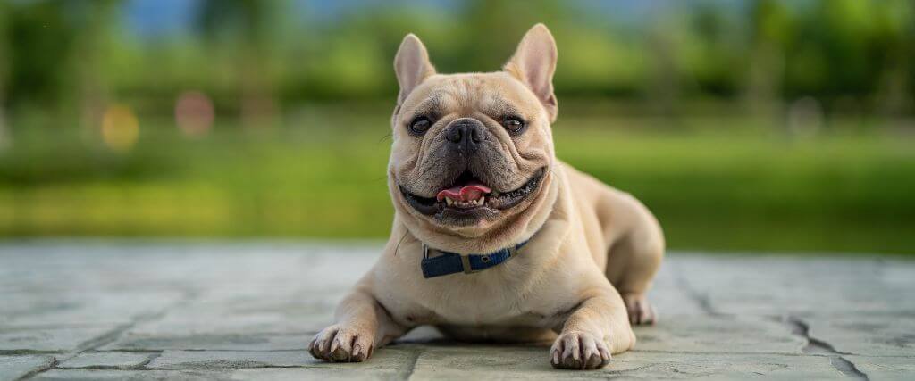 The Fabulous French Bulldog: What You Need to Know Before Ownership