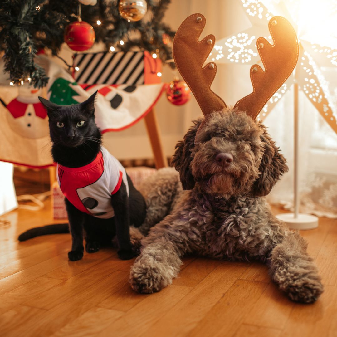 Common Household Toxins for your pet at the holiday season, Rondout Valley Veterinary, Kerhonkson, NY