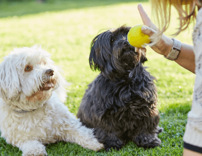 The Secret to Dog Training: Why Positive Reinforcement Works But Punishment Doesn&#039;t