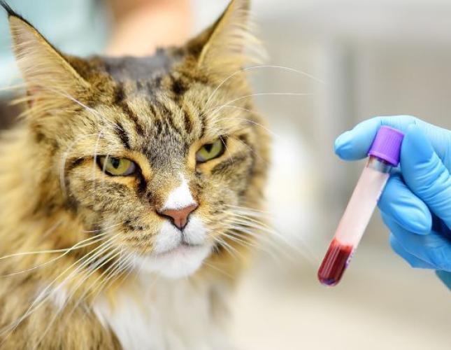 Feline Baselines &amp; Blood Work: How Knowing Your Cat’s “Normal” Can Lead to Better Health Outcomes