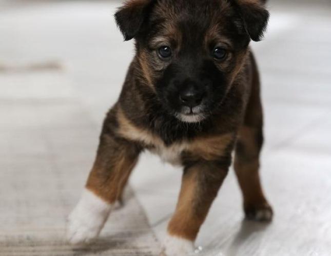 5 Puppy Housetraining Tips To Save Your Sanity