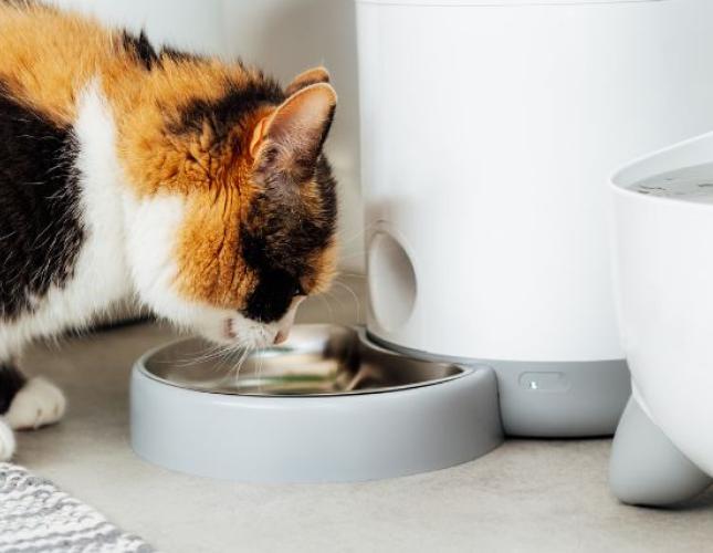 Smart Pet Technology: A Guide to Modern Pet Care